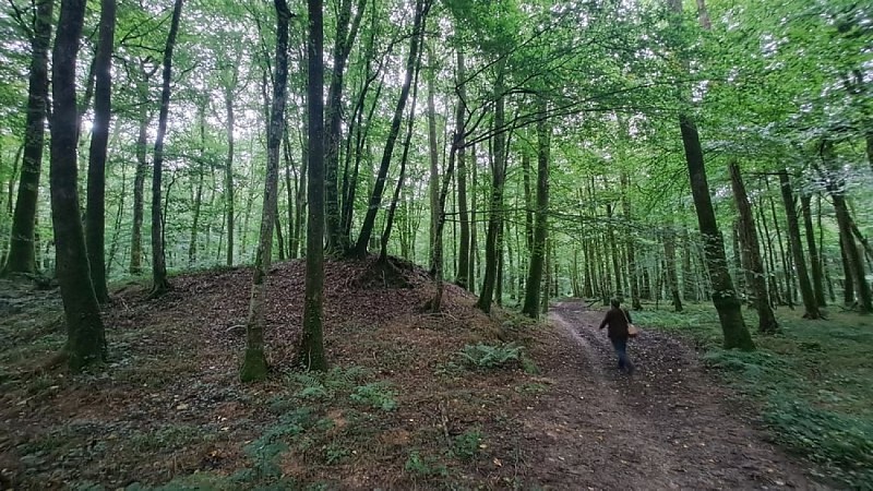 Forêt domaniale de Bellême