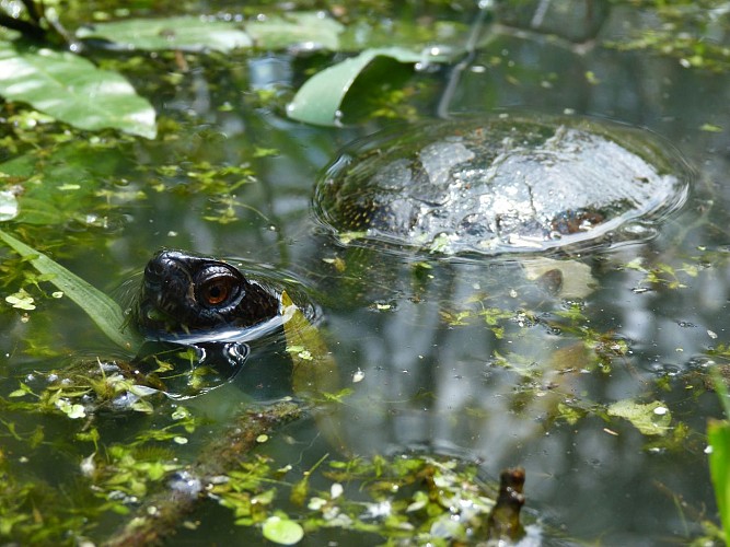 ENS : Tour de la Boire des Carrés