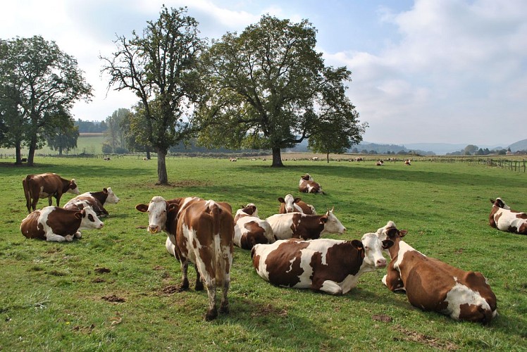 Fußwanderweg: Le Chemin des Vaches