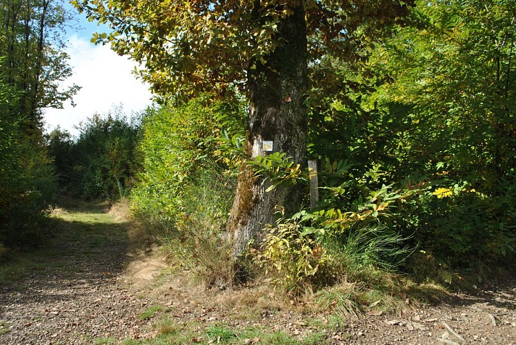 Fußwanderweg: Le Chemin des Vaches