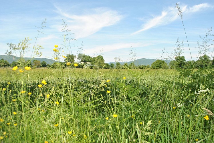 Rando pedestre Rives