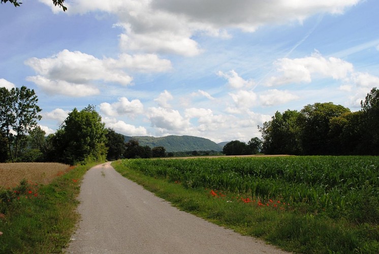 Rando pedestre Rives Champ du Loup