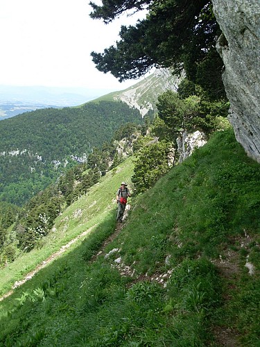 La montée à l'alpage