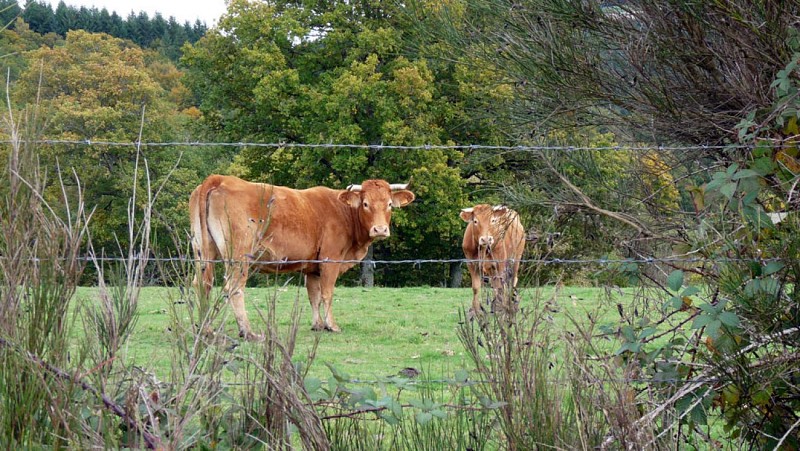 Le toit du Limousin (variante de 17km)