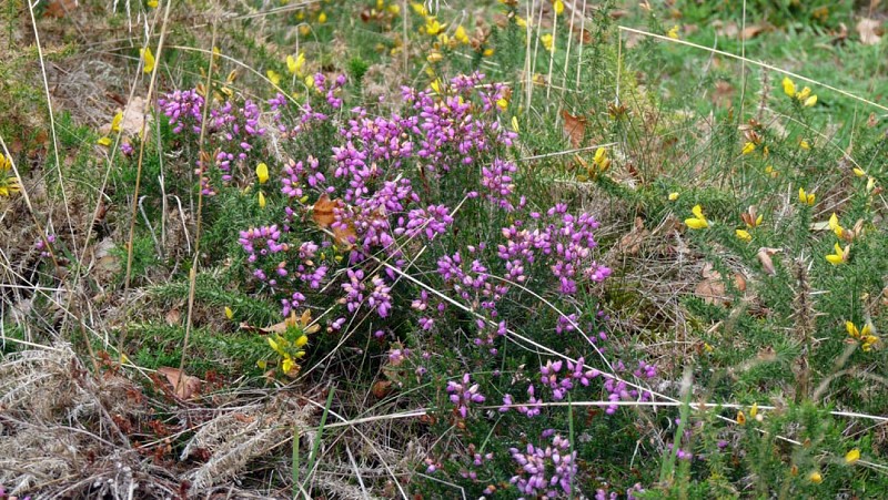 Le toit du Limousin (variante de 16.5 km)_6