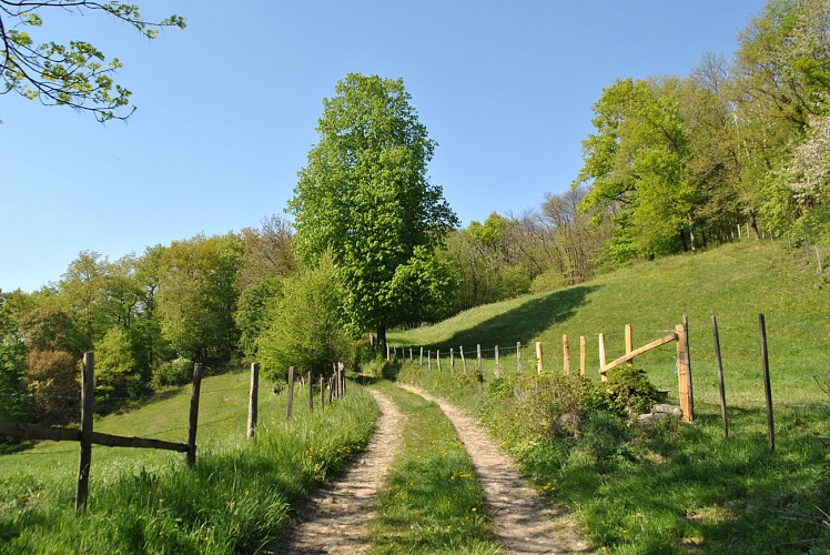 Rando pedestre Roseliere Voiron Chemin de Montmain