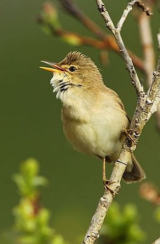 Rousserolle verderolle