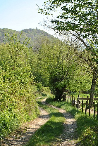Rando pedestre Roseliere Voiron Chemin de Montmain