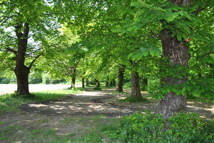 Rando pedestre Marché Hauts de Saint-Cassien