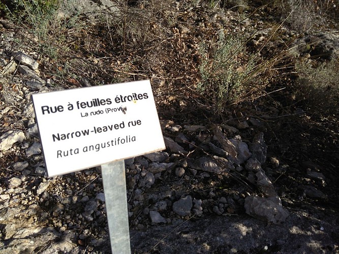 Un panneau du sentier botanique