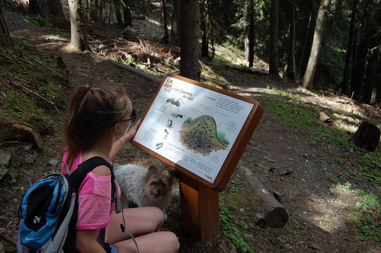Le chemin du renard futé