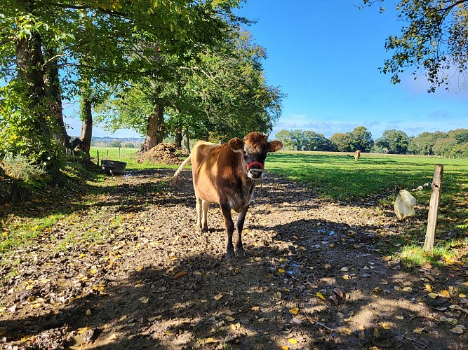 Miniac_Veau dans son pré