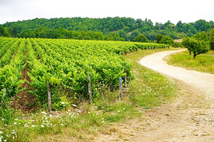 randonnée-vigne-migé-yonne-puisaye-forterre (1)