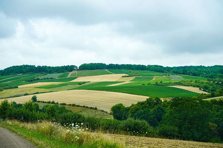 randonnée-vigne-migé-yonne-puisaye-forterre (2)