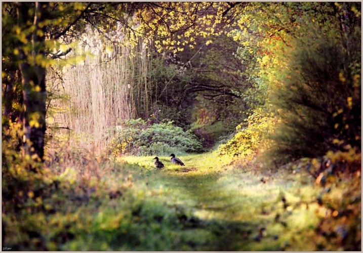 puisaye-etang-de-moutiers