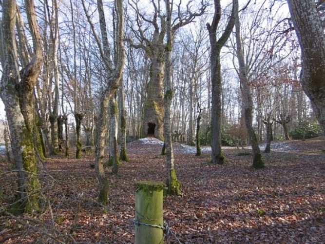 m-chene-du-fief-d-arthe-visorando-45739