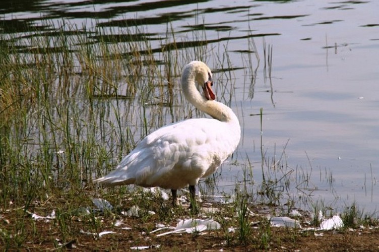 m-la-toilette-du-cygne-avant-sa-parade-visorando-5690