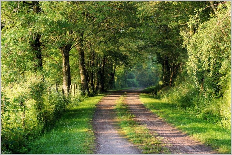 Chemin de randonnée