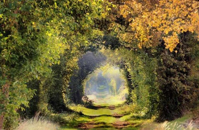 Voût végétale à Lain