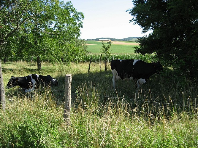 Découverte de Ringendorf