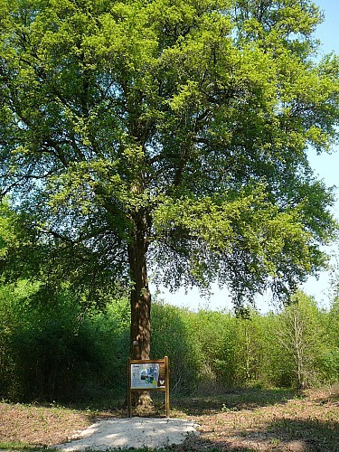 32. Saint Vincent Trail – Starting point: Saint-Vincent Recreation Area, Montfort State Forest