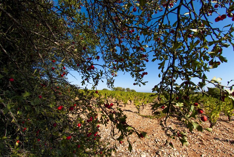 Randonnée Gardiole et Garrigue