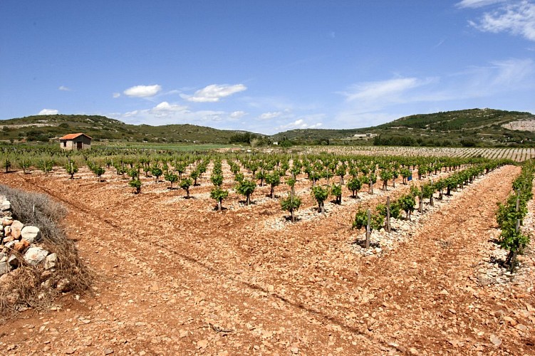 Randonnée Vignes et Torsades