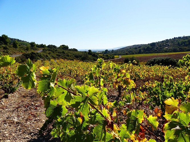 Randonnée Vignes et Torsades