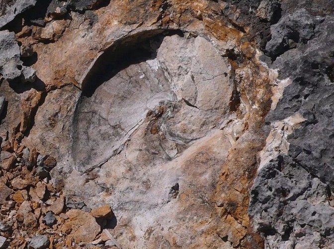 Le parcours des fossiles