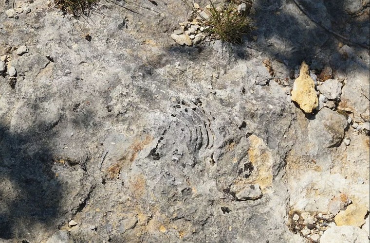 Le parcours des fossiles