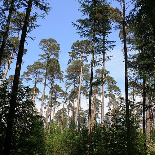 30. Sendero de las Secuoyas – Salida: Área de Les Cateliers o Rond de Beuvron, Bosque Estatal de Montfort