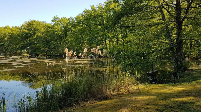 Sologne - Le Ciran - Autour de Ménestreau en Villette