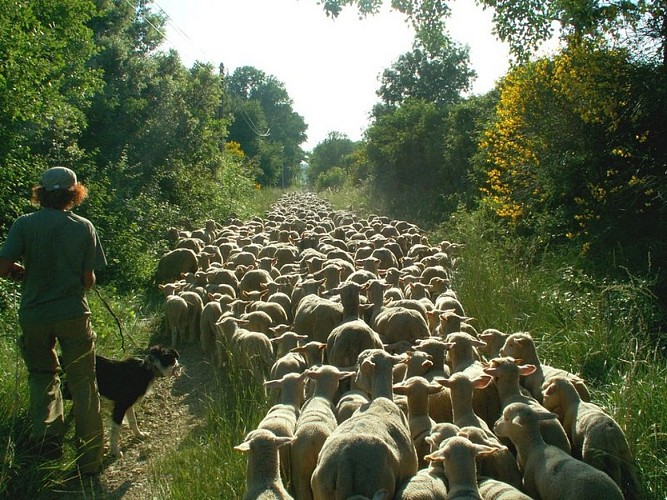 Sur les drailles de Provence