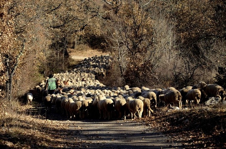 Transhumance dans le Haut-Var