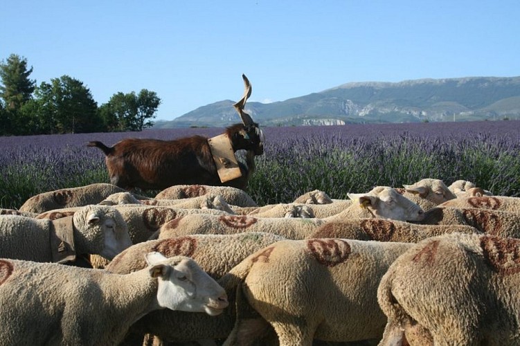 Sur le plateau de Valensole