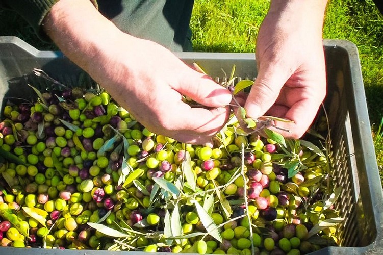 Cueillette d'olives ou olivade