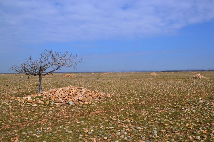 Cycling from Crau to the Vigueirat marshes.