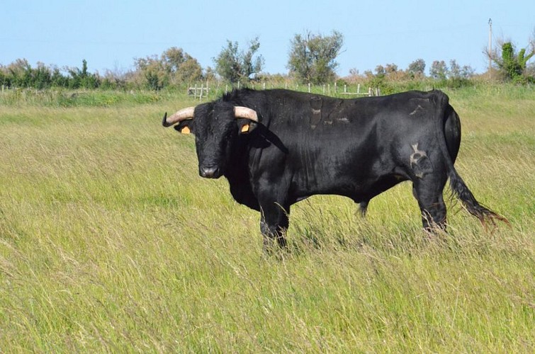 Taureau de combat destiné à la corrida