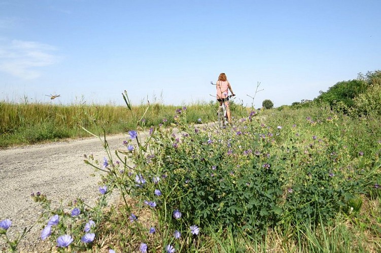 Cycliste sur la route des Figares