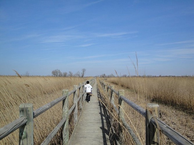 Between rice fields and reed beds on the Pont de Rousty trail