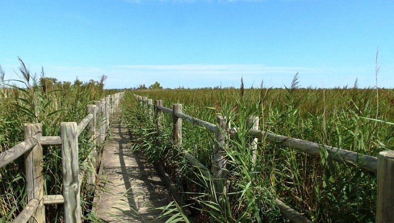 Between rice fields and reed beds on the Pont de Rousty trail