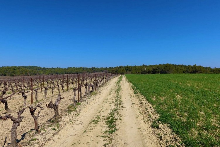 Champ et vignes
