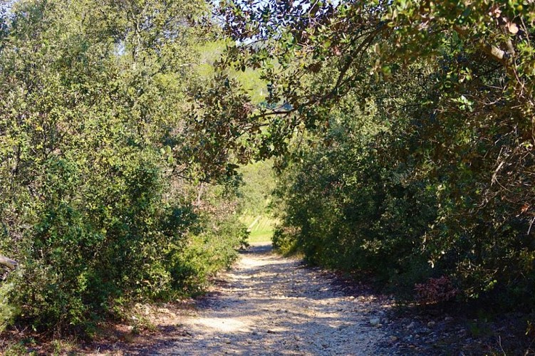 Sentier en sous-bois avec vue sur les cultures