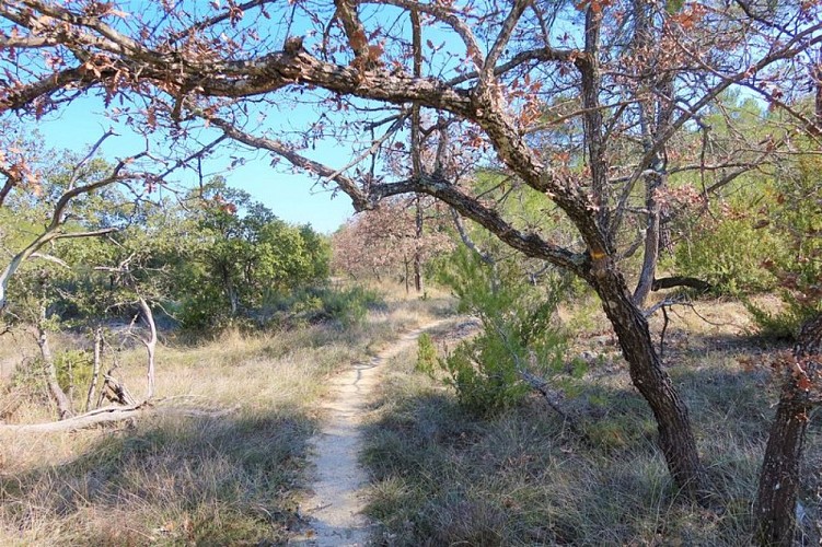 Sentier à travers la garrigue