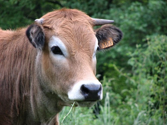 Pâturages et bovins