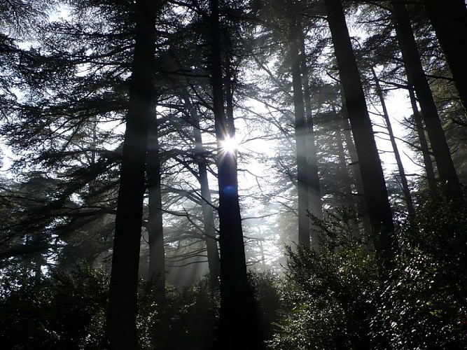 Forêt des cèdres du Petit Luberon