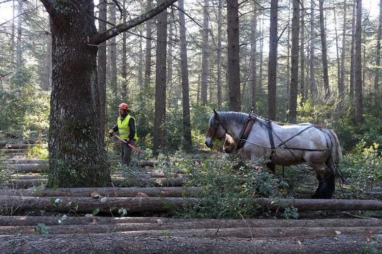 Débardage à cheval