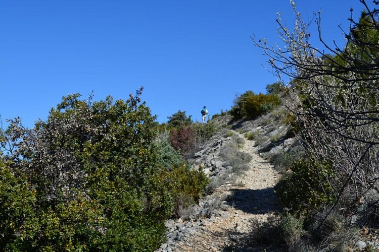 Fin de la montée du sentier botanique