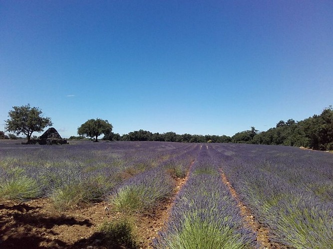 Borie noyée au milieu des lavadins