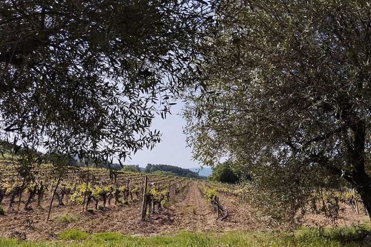 Oliviers et vignes le long du chemin